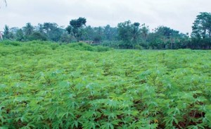 Renyahnya Waralaba Ketela Sembari Memerangi Human Trafficking