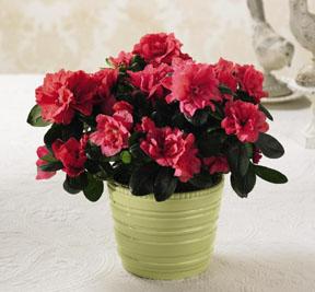 The FTD� Spring Splendor� Planter